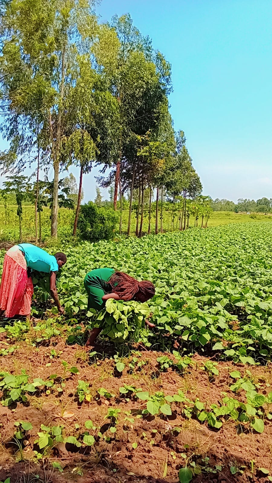 Sustainable farming in the fields