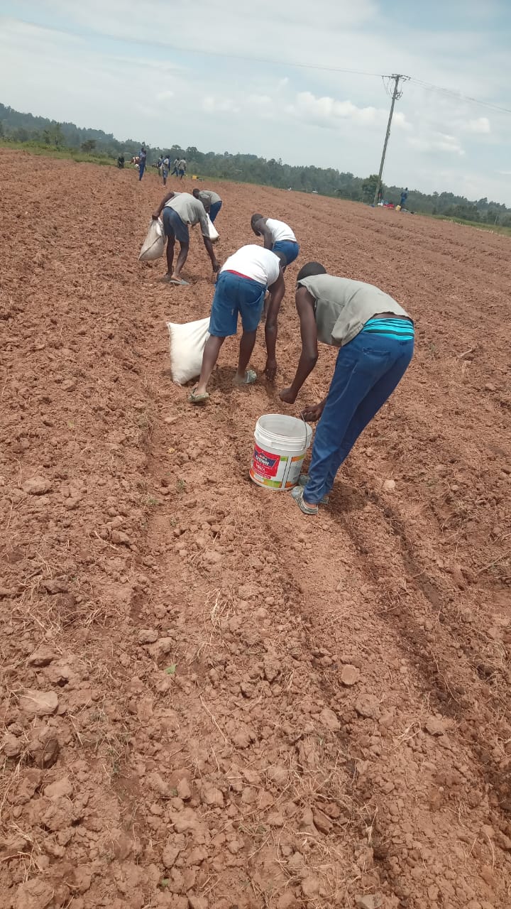 Farmers harvesting in the field