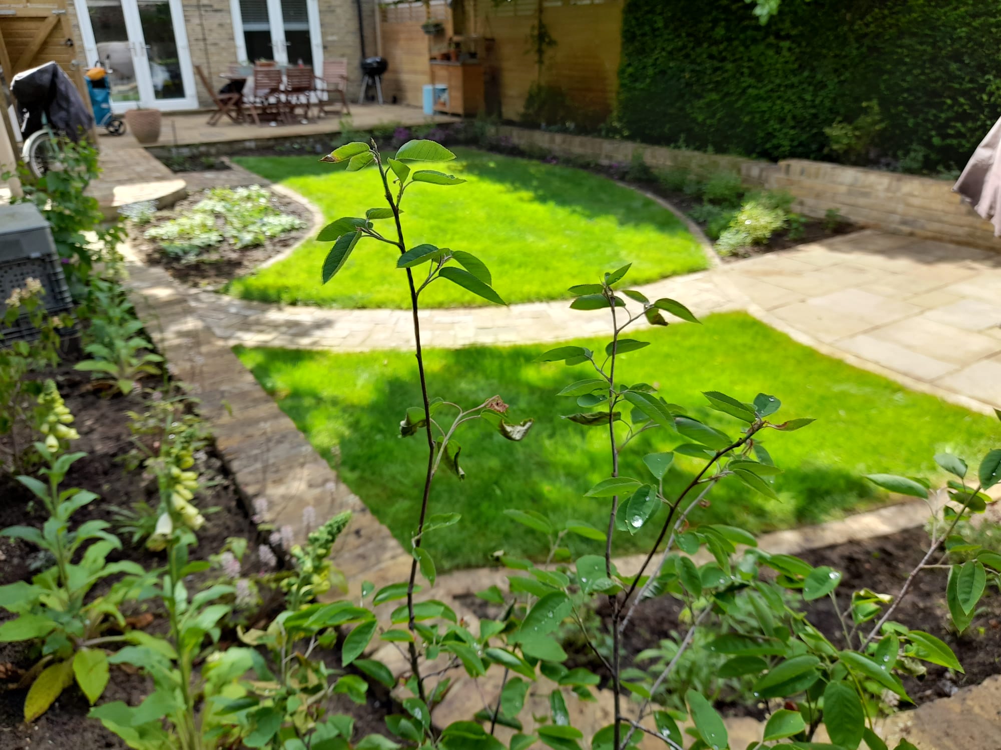 Landscaped back garden with a circular striped lawn, curved sandstone paths and richly planted borders