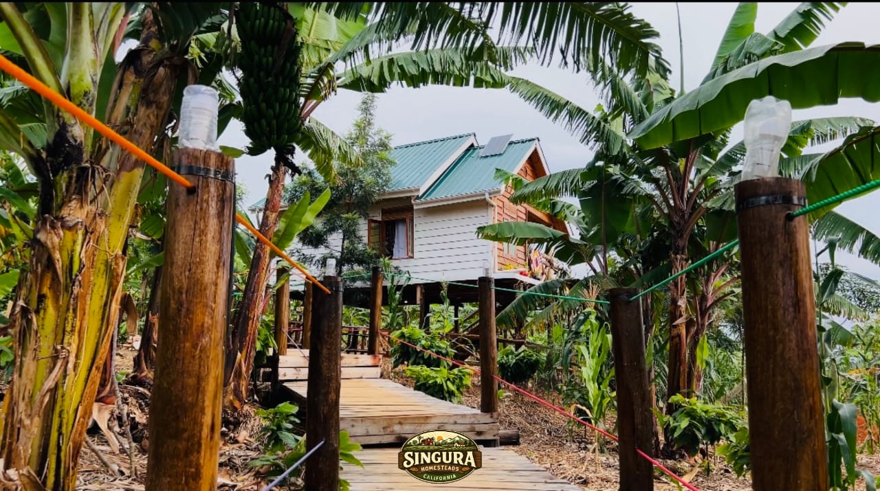 Cottage Pathway with Banana Plants