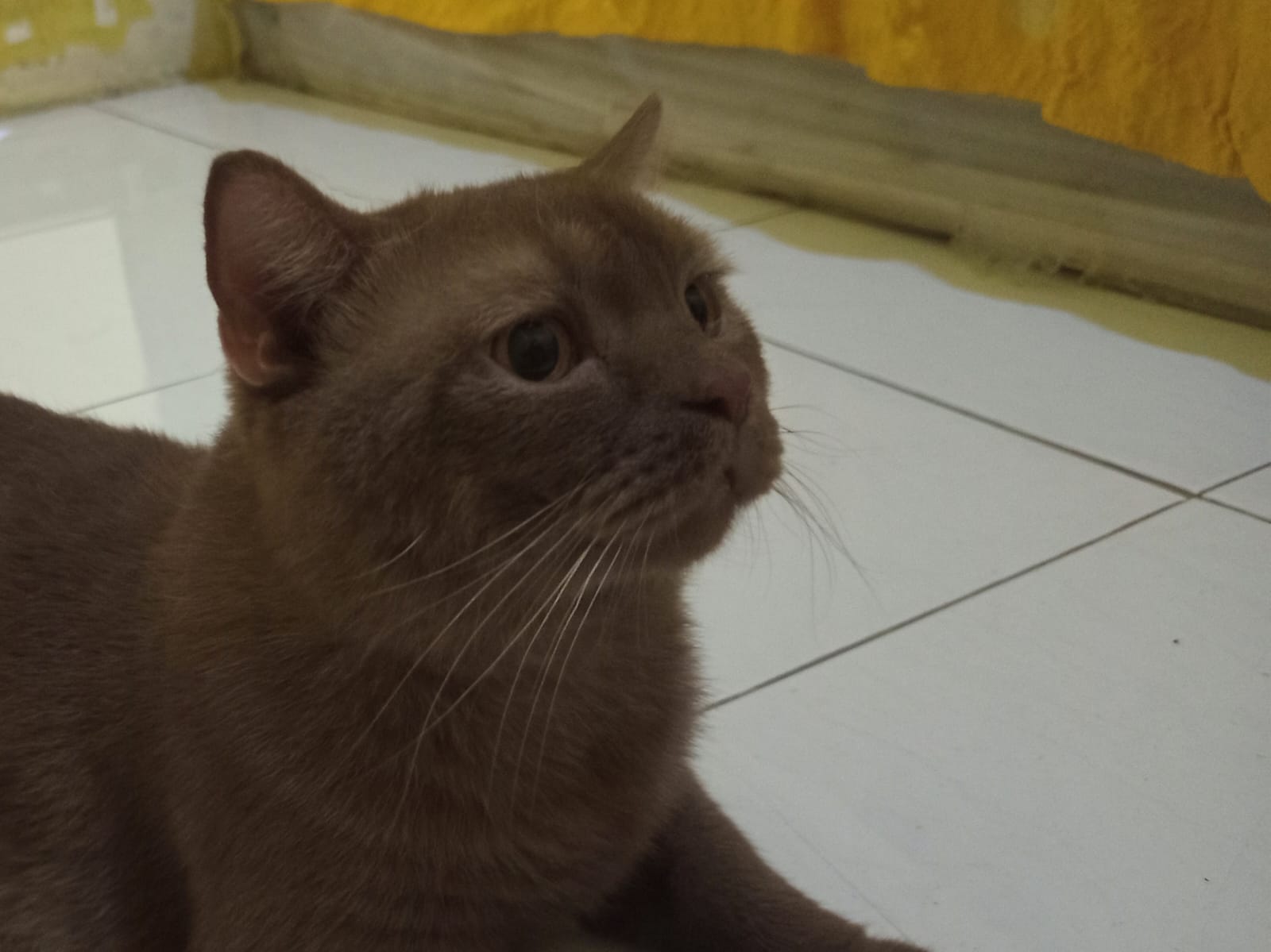 Kucing British Shorthair yang menawan