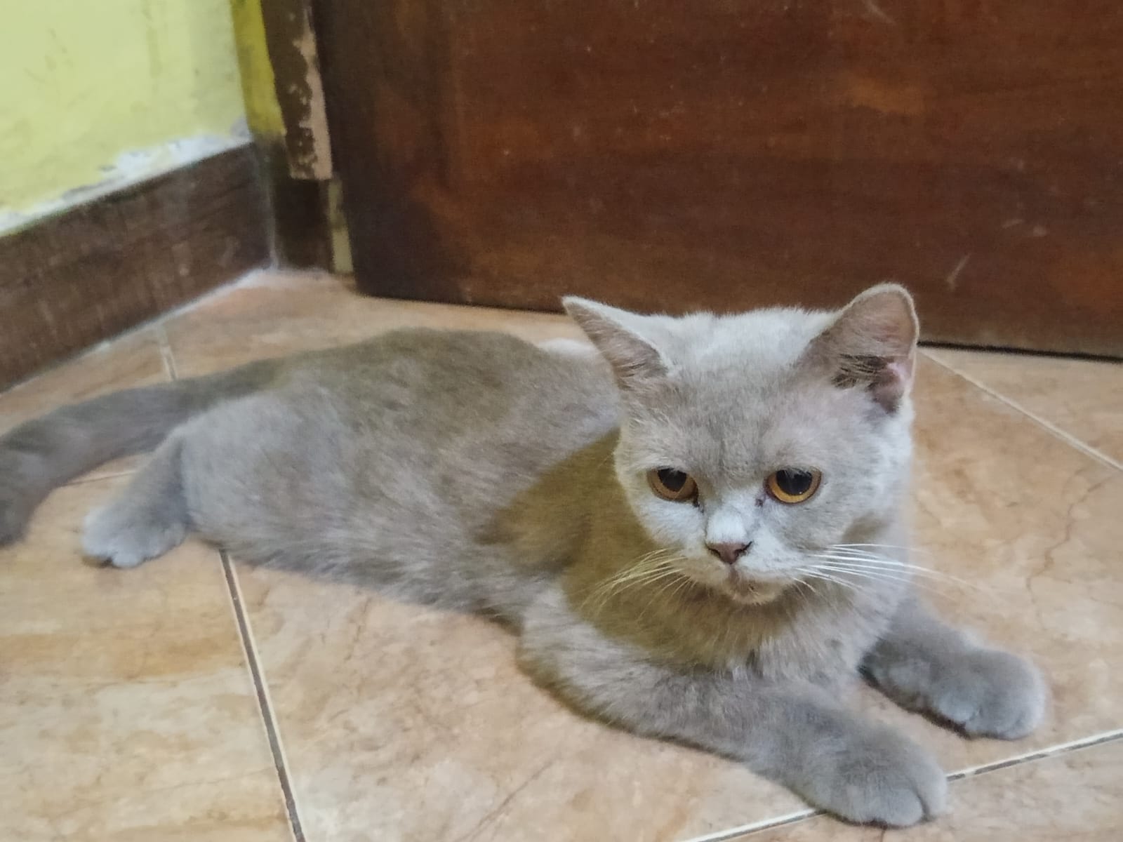 Kucing British Shorthair berkualitas