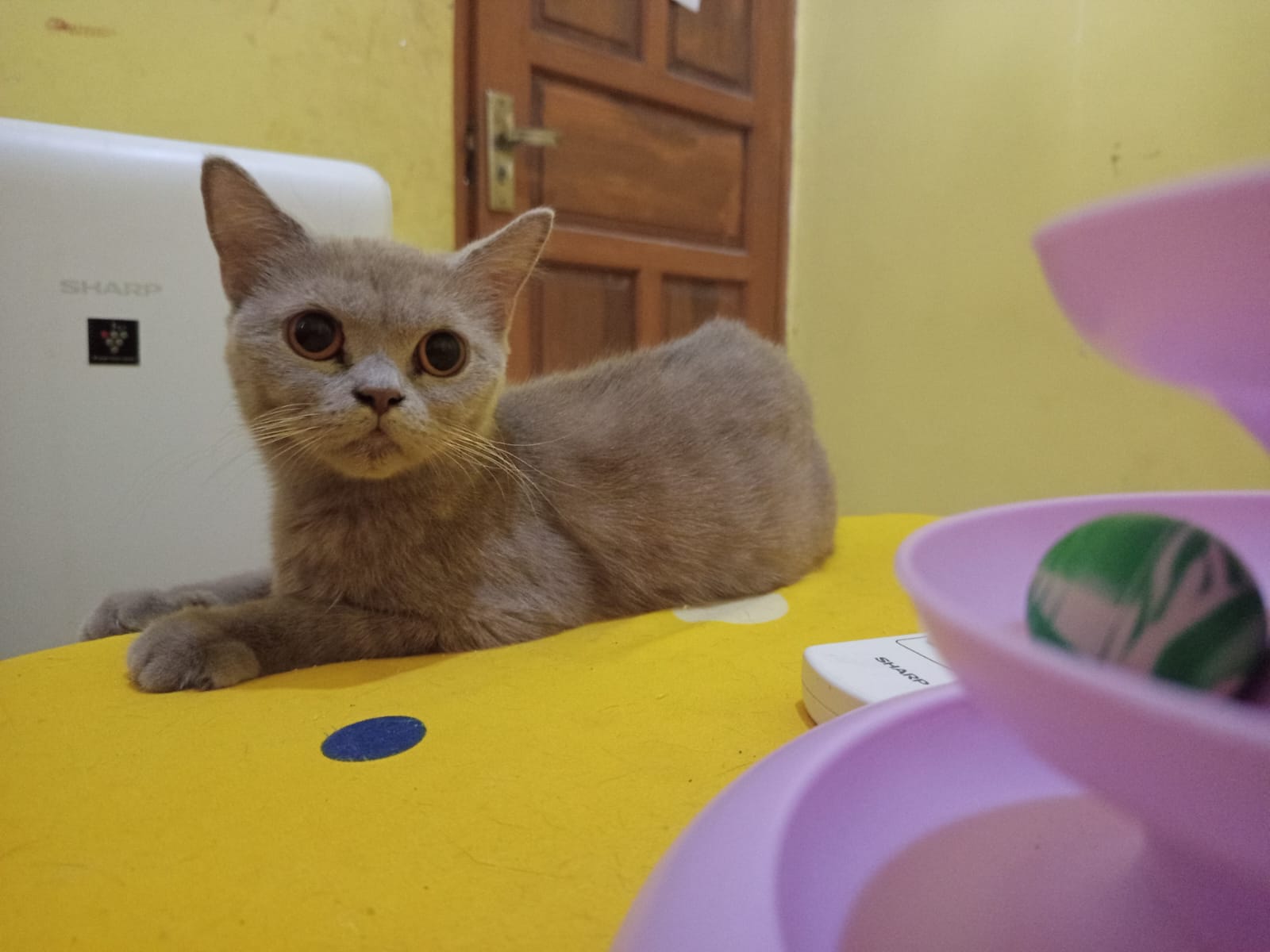 Golden Junior, kucing British Shorthair Golden