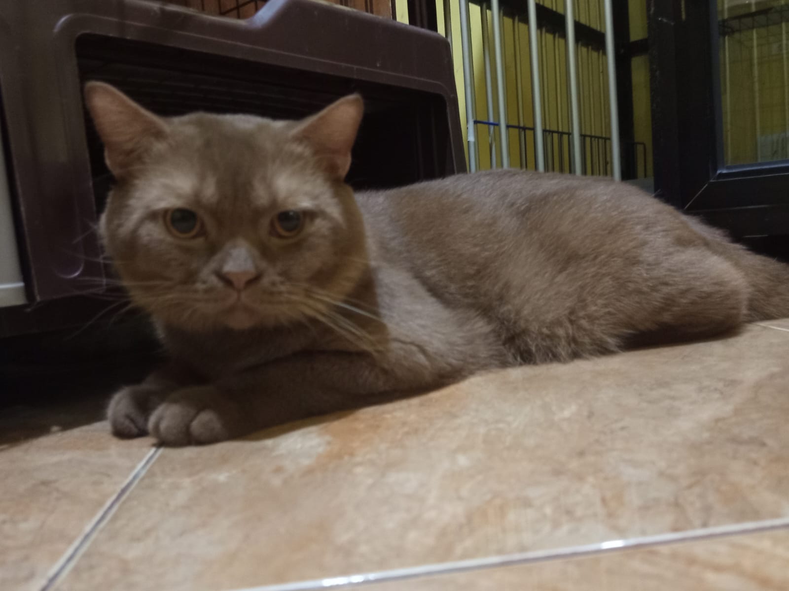 British Shorthair yang tenang