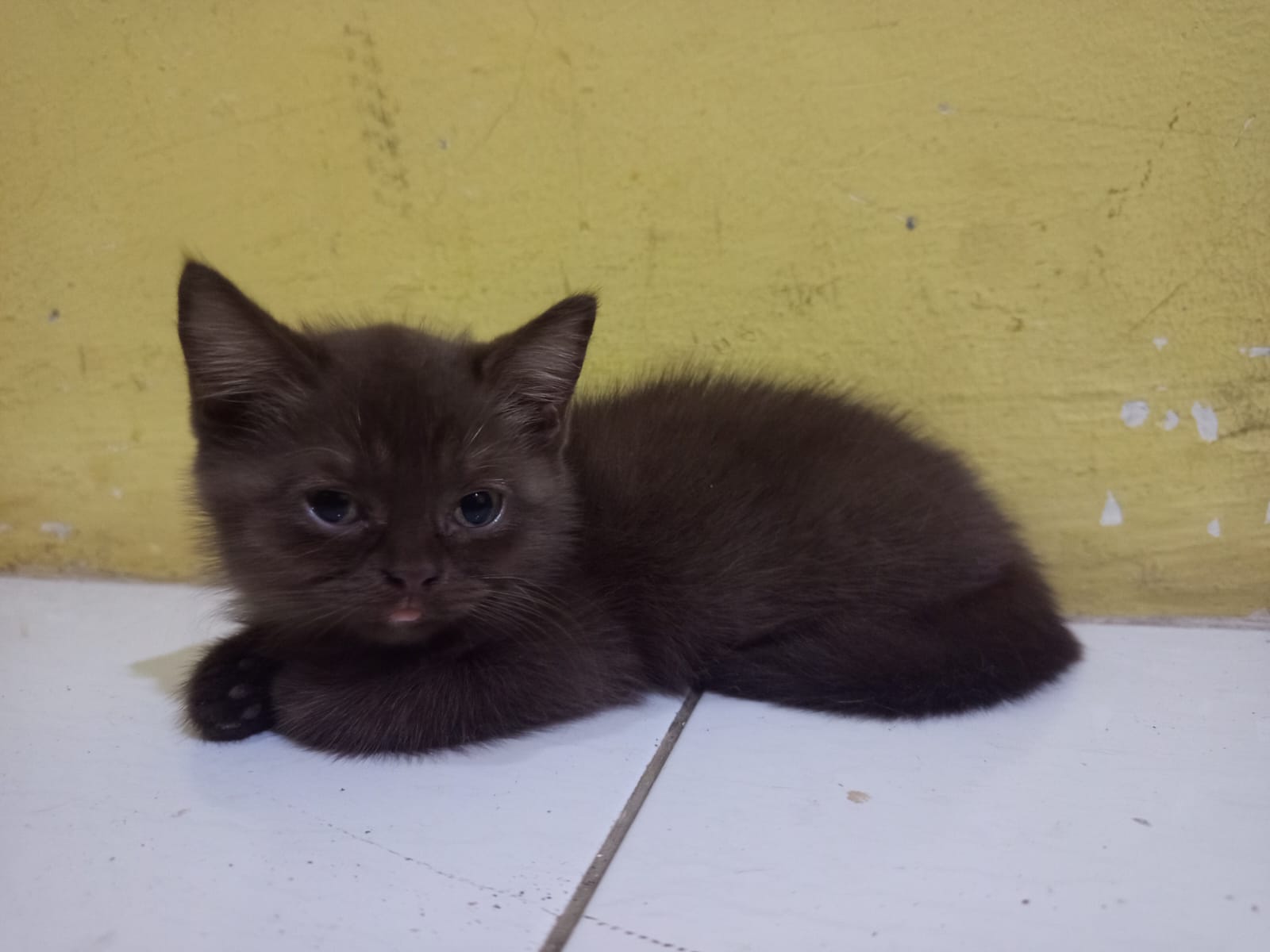 Anak kucing British Shorthair yang menggemaskan
