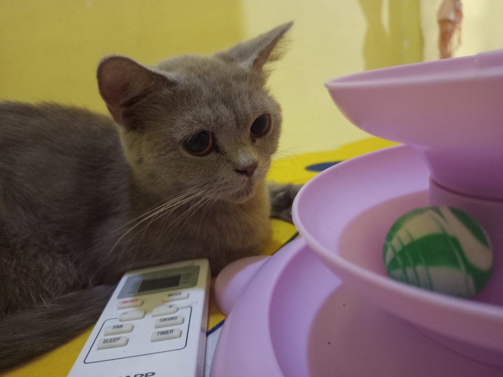 Kucing British Shorthair dengan mata yang indah