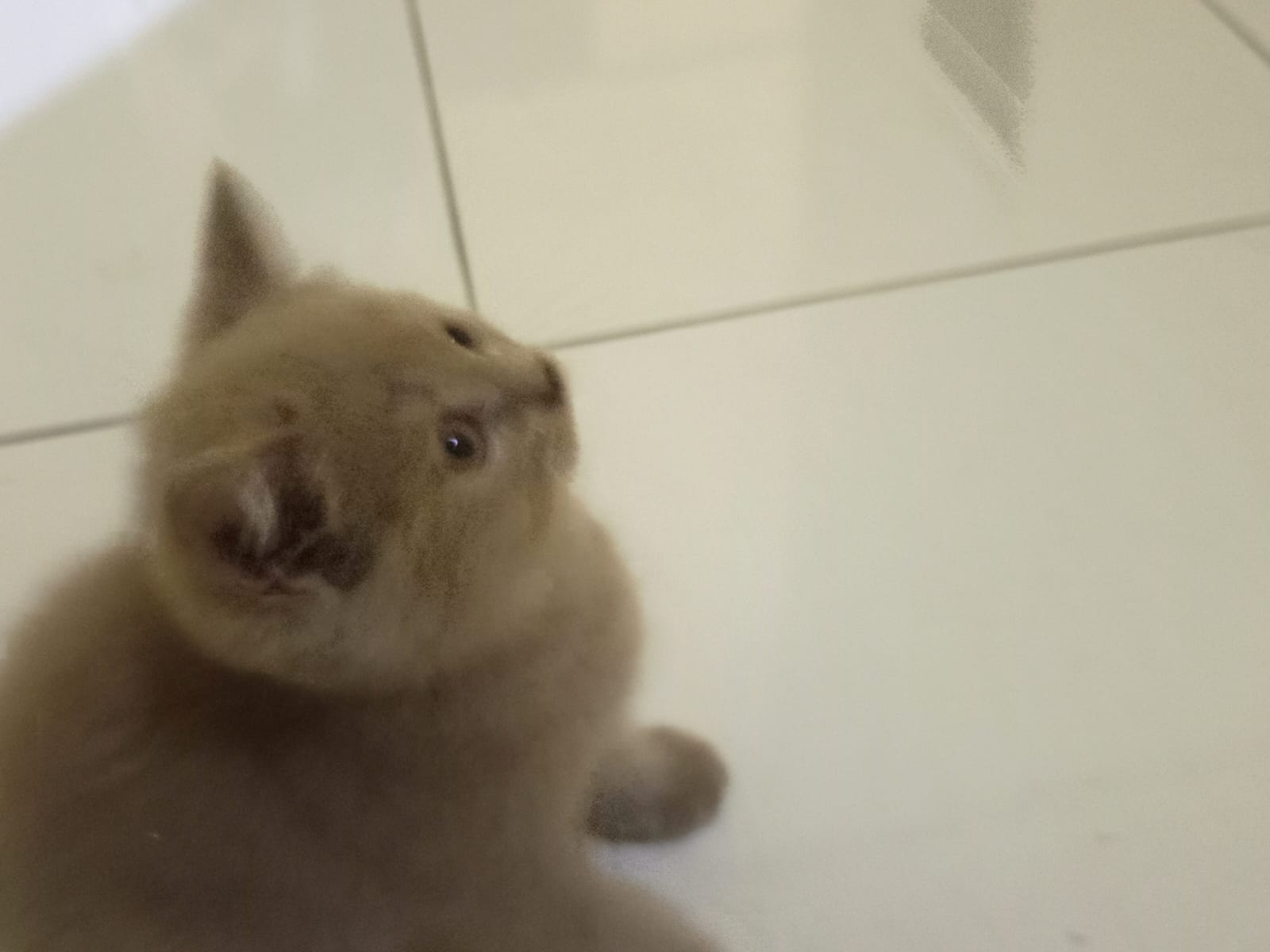 Kucing British Shorthair sedang santai