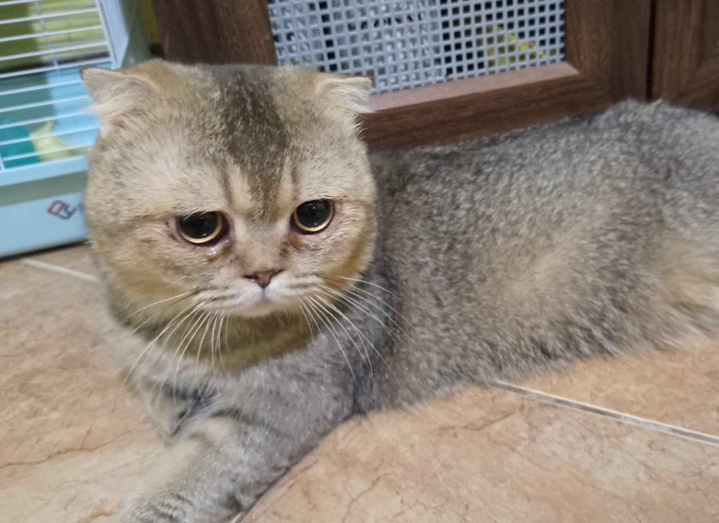 Kucing British Shorthair yang indah