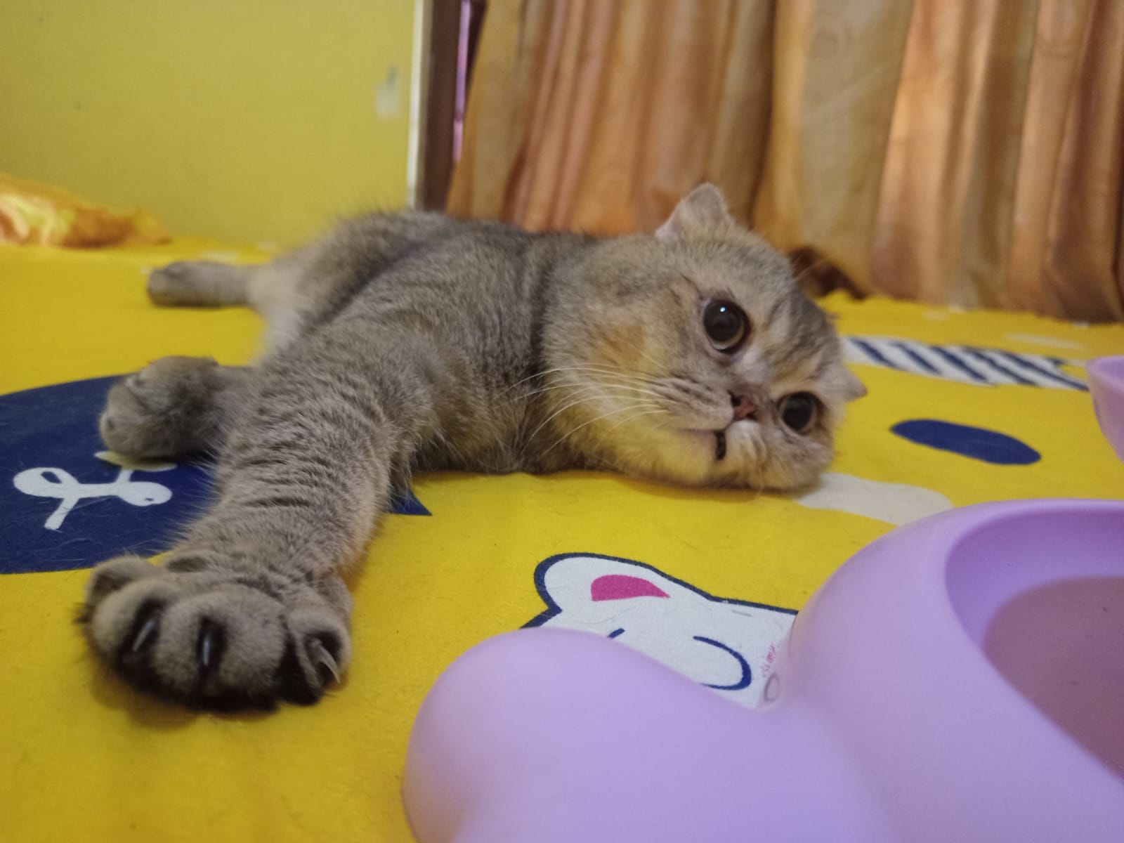 Kucing British Shorthair lucu