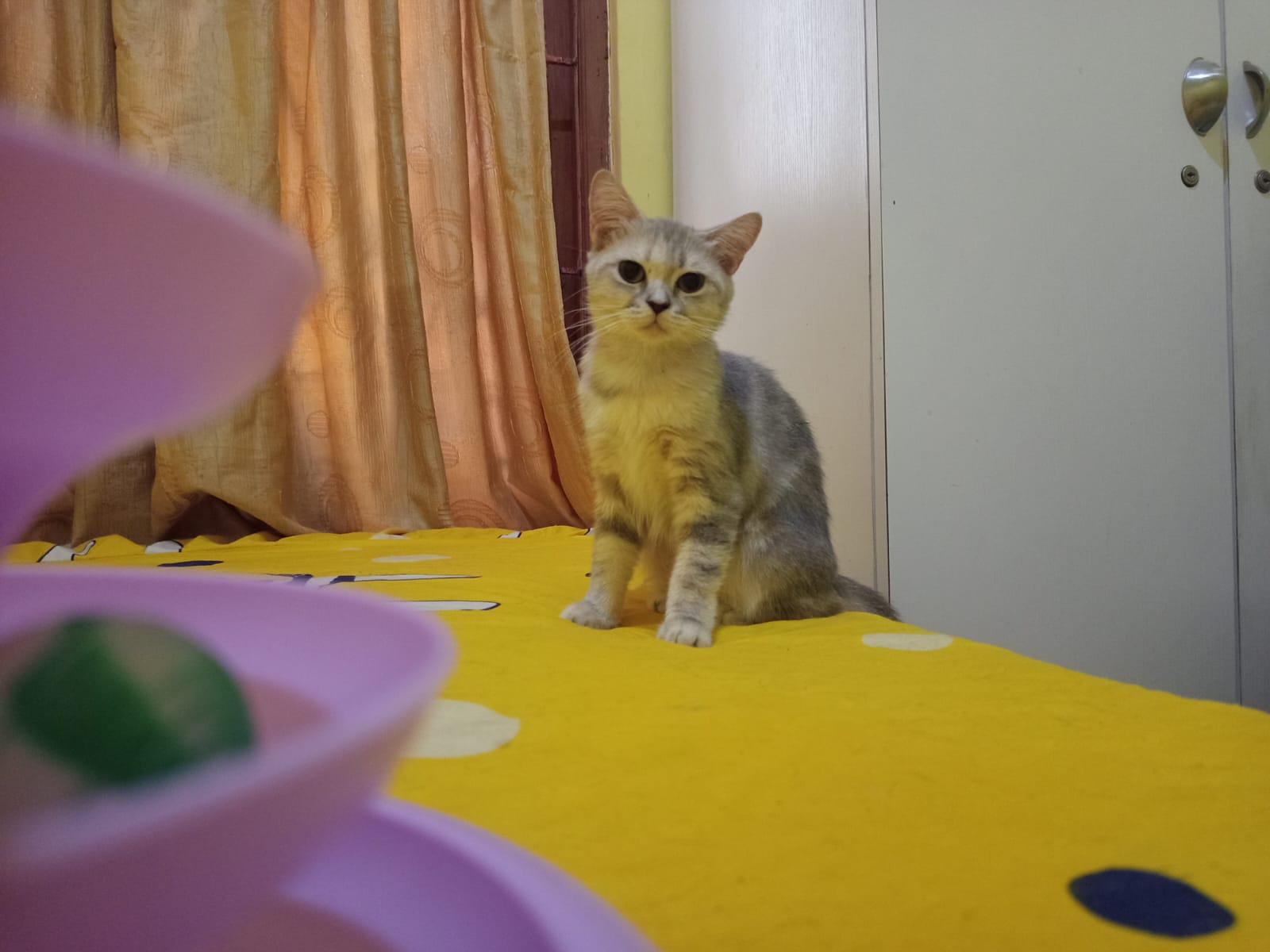 Anak kucing British Shorthair terbaru