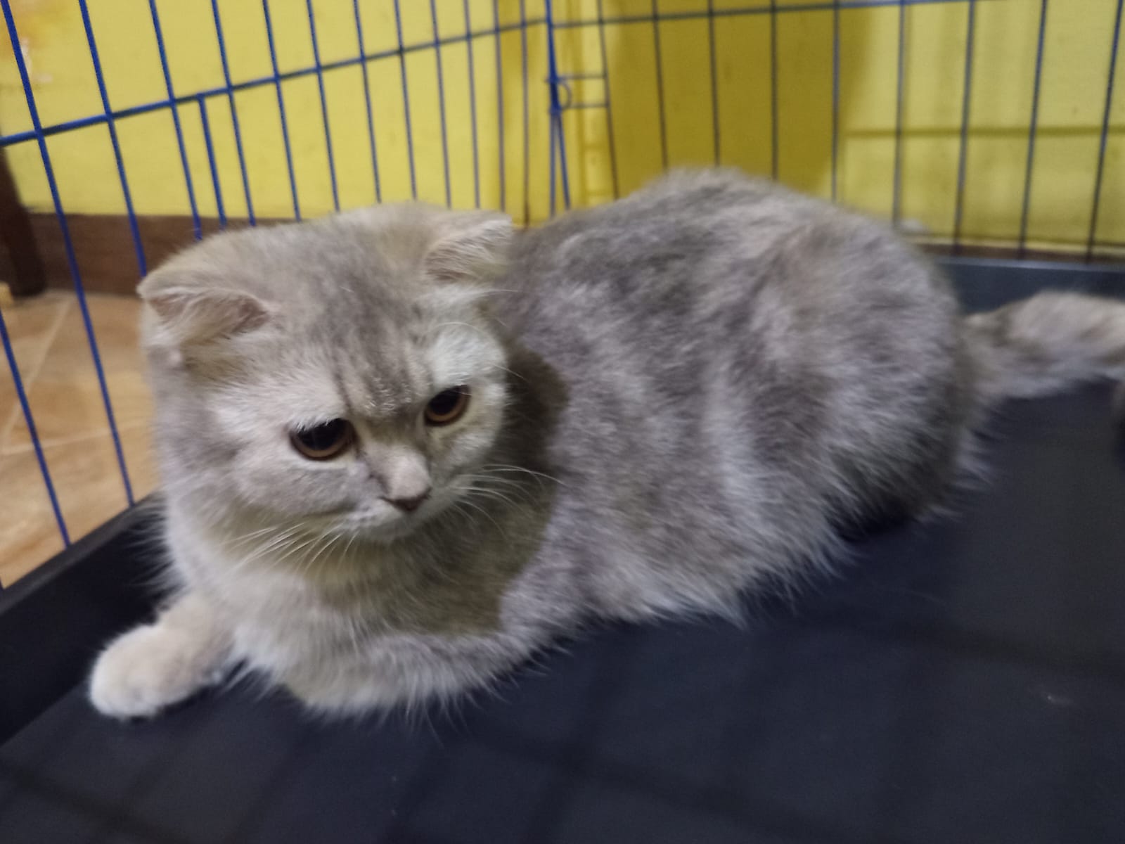 Kucing British Shorthair di kandang
