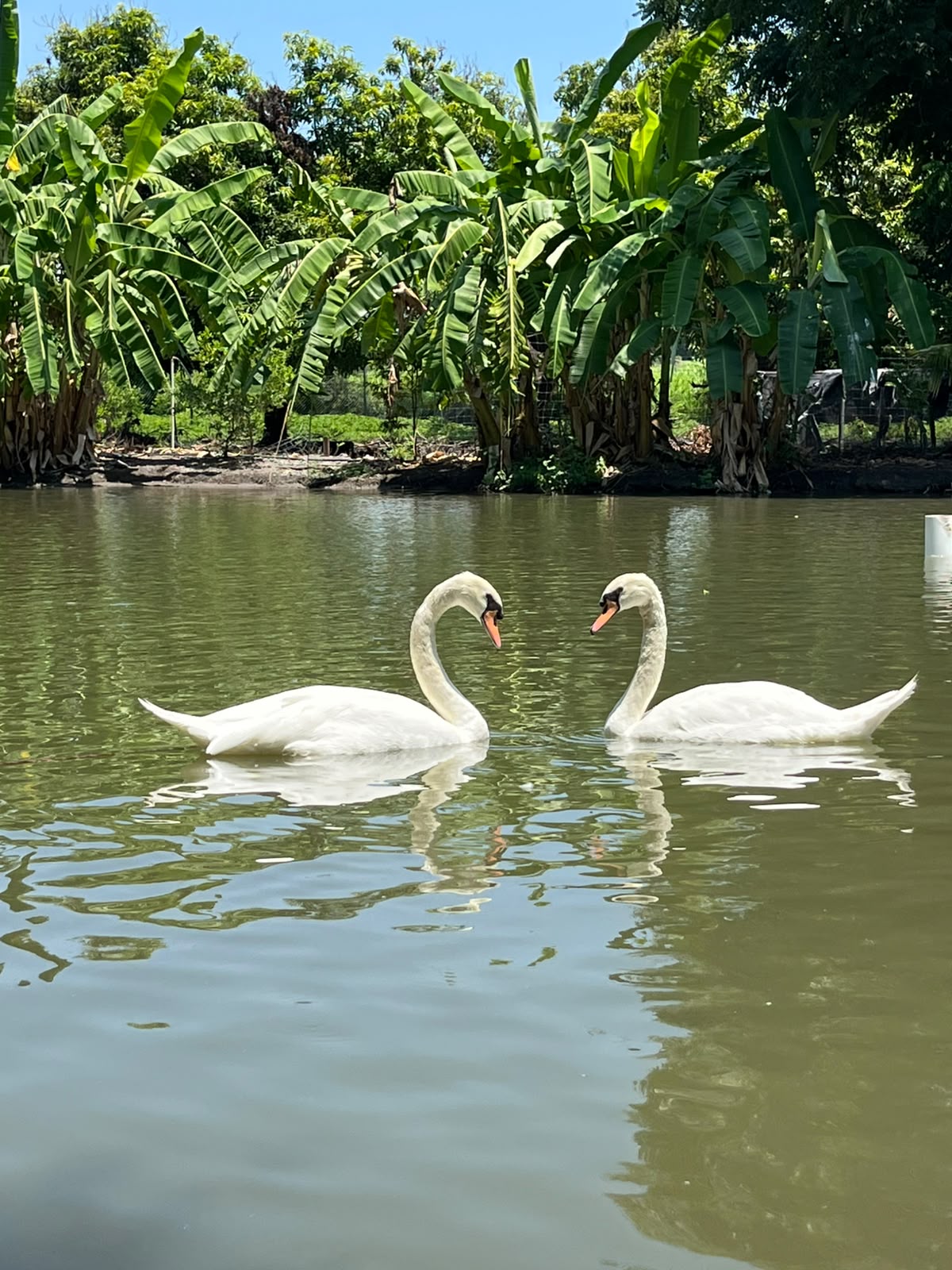 Dos cisnes blancos nadando en el estanque rodeados de vegetación tropical