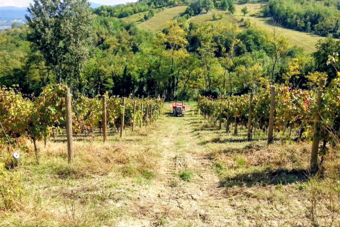 Vigneto Ca' Batitta sulle colline del Monferrato