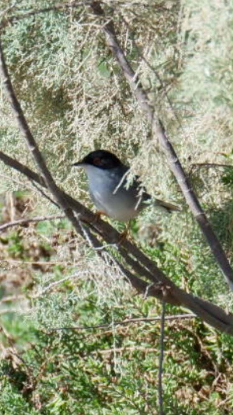 Small songbird perched among leafy branches