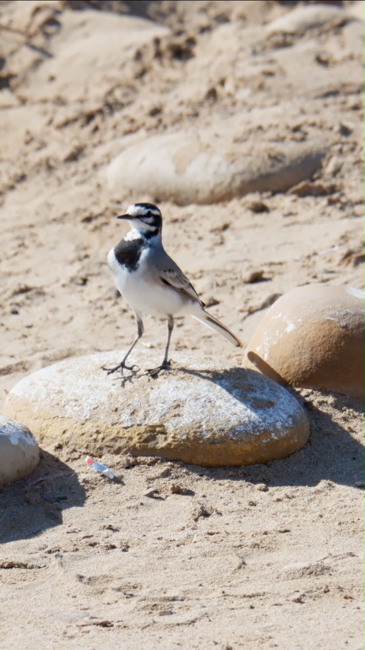 White wagtail standing on a rock beside sandy water