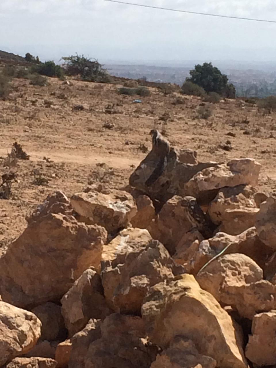 Raptor perched on rocks in a dry Moroccan landscape
