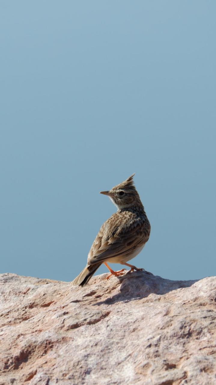 Crested lark standing on a sunlit rock