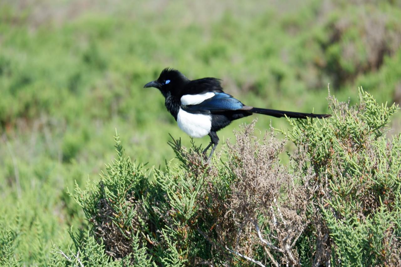 Black-and-white magpie perched in green shrubs