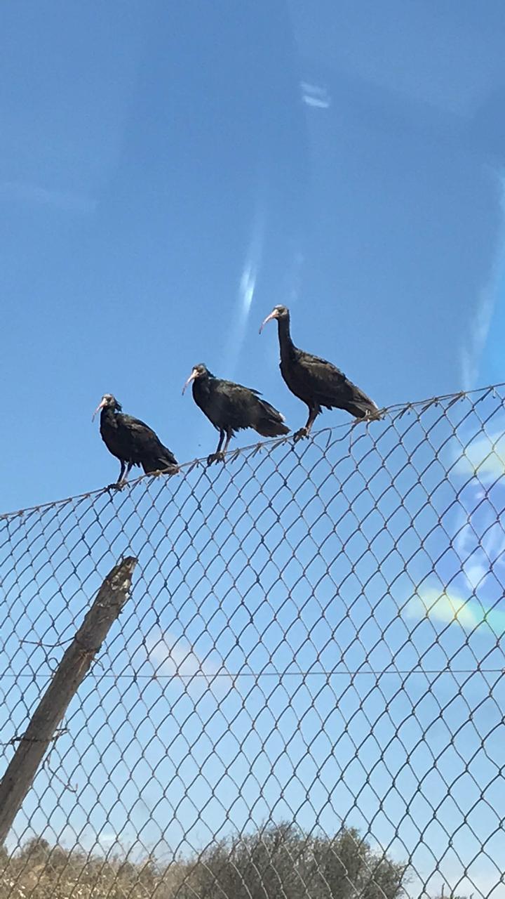 Three Northern Bald Ibises perched on a fence under a clear blue sky