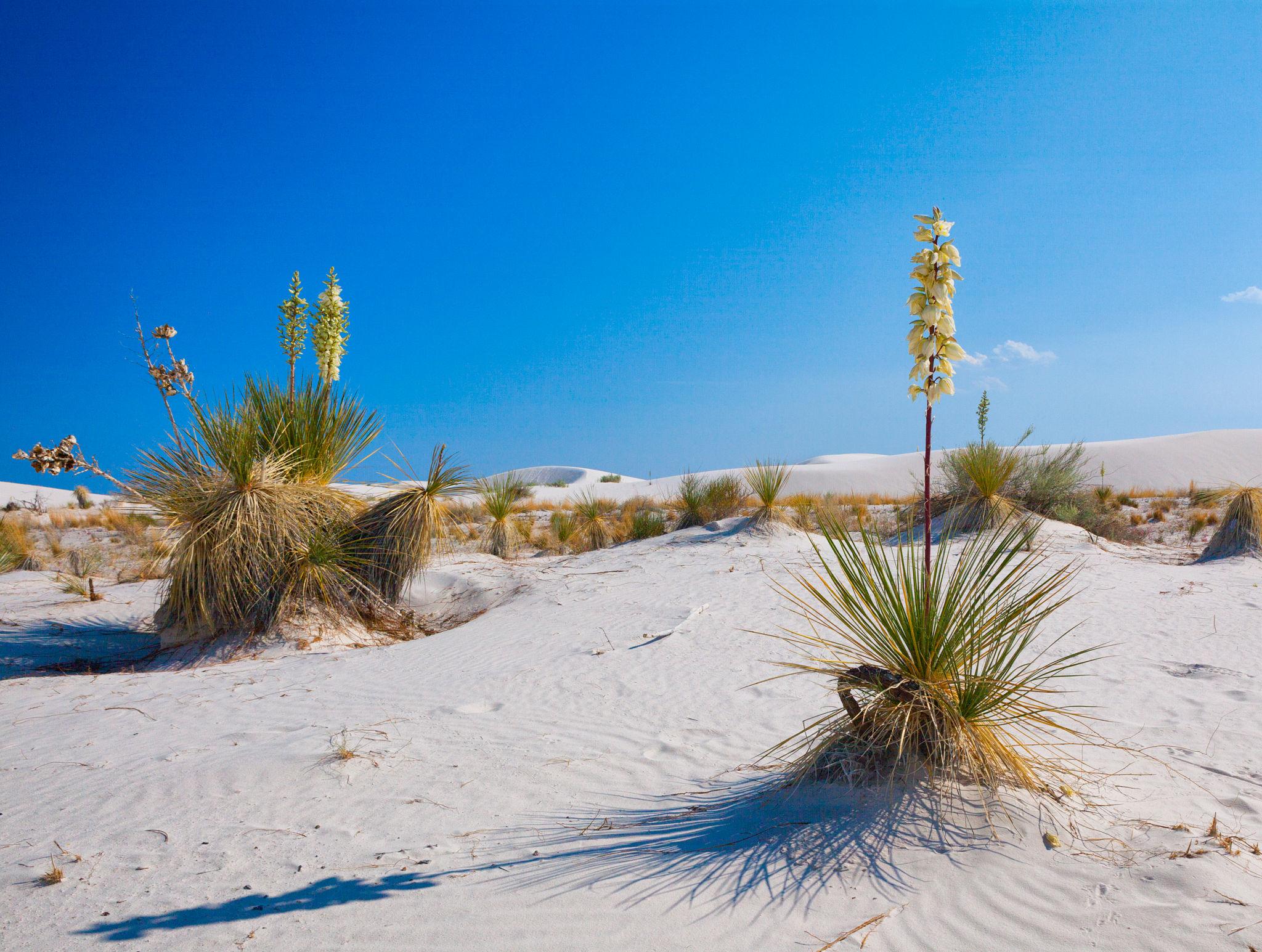 White Sands National Park, New Mexico