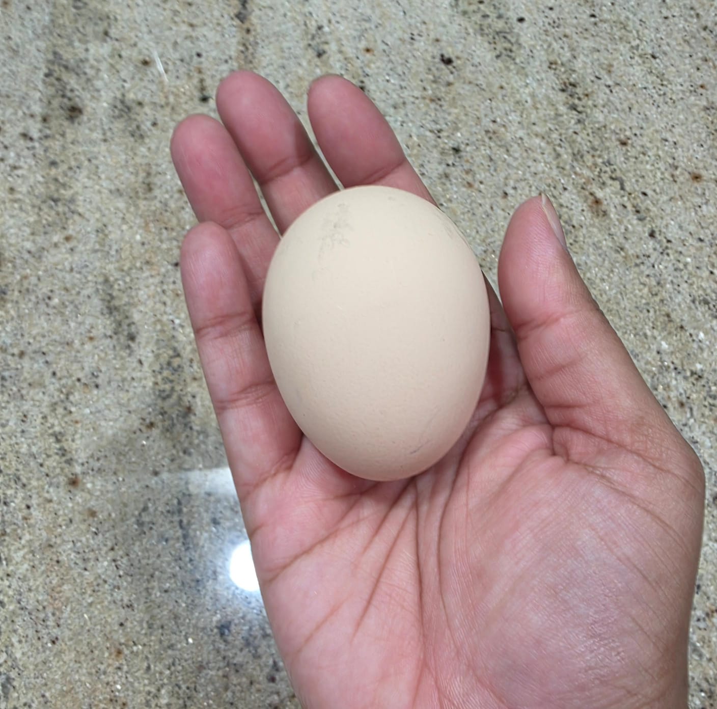 Extra Large Eggs