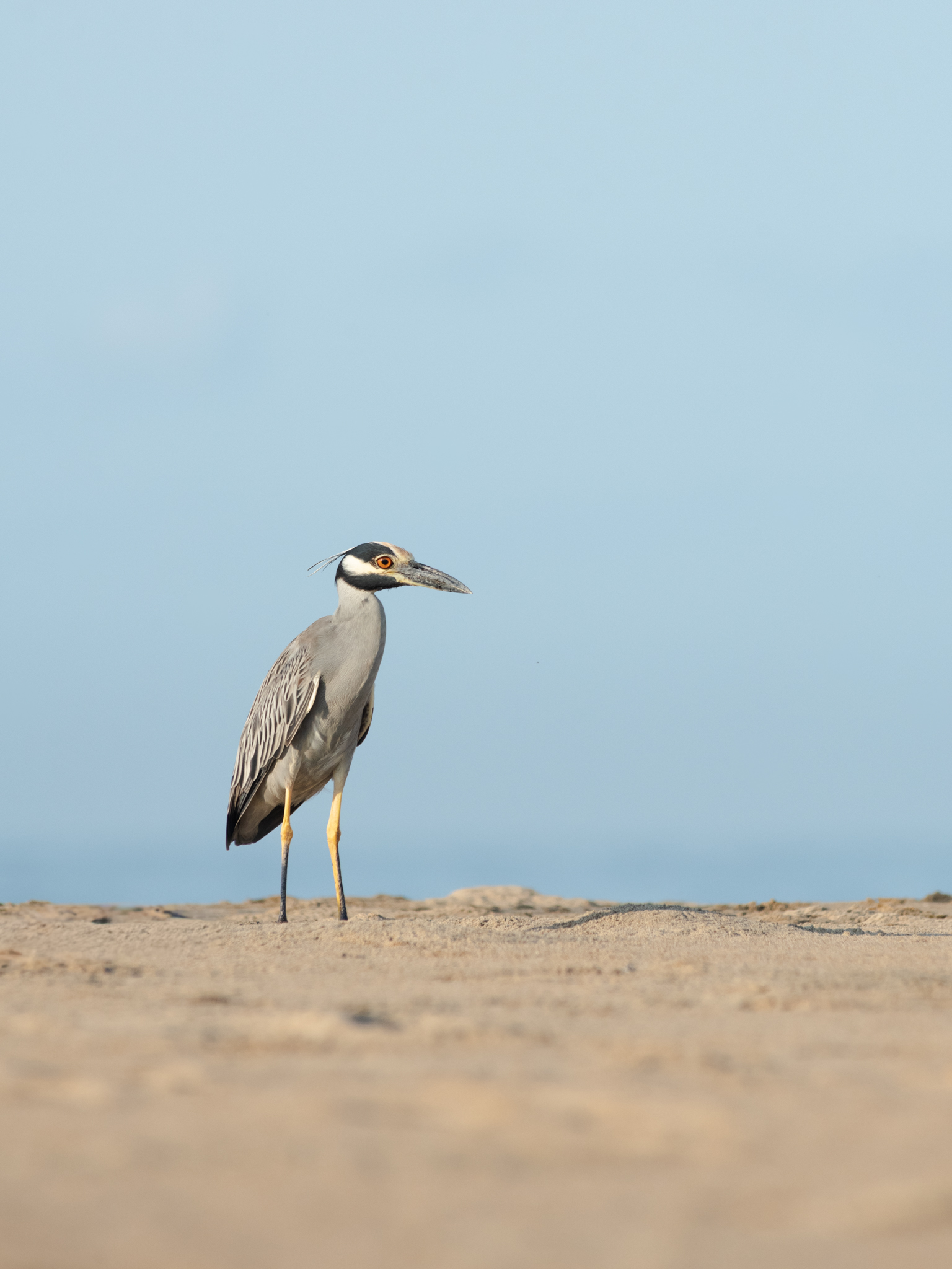 Yellow-crowned night heron standing on sandy beach