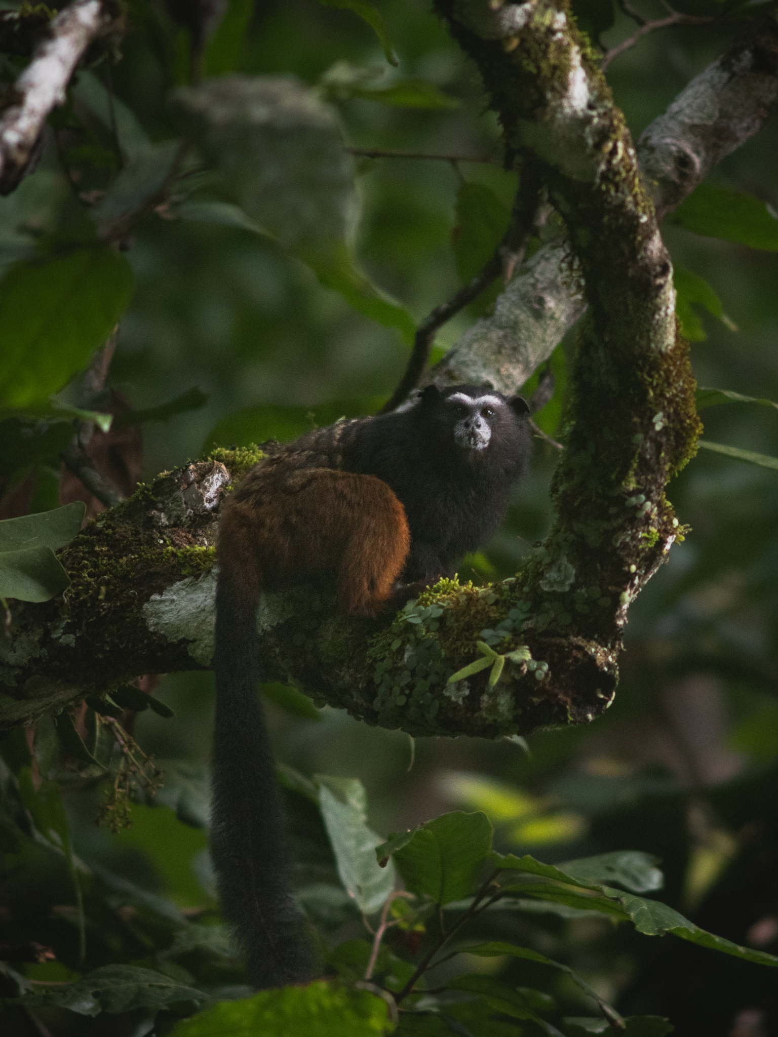 Saddleback tamarin on mossy branch in jungle
