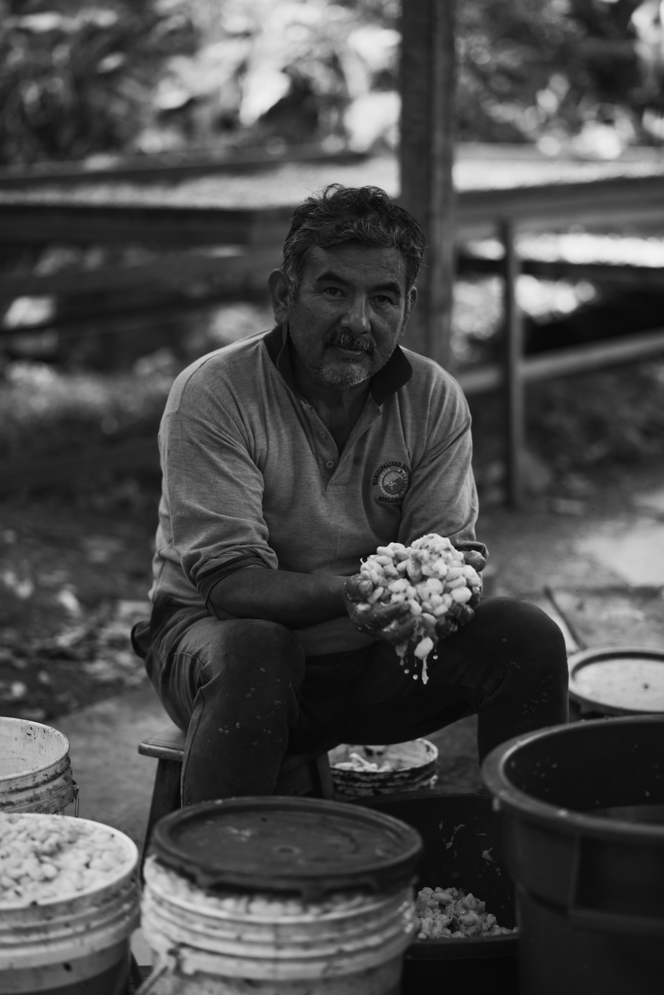 Cocoa farmer holding fresh cocoa beans among processing buckets
