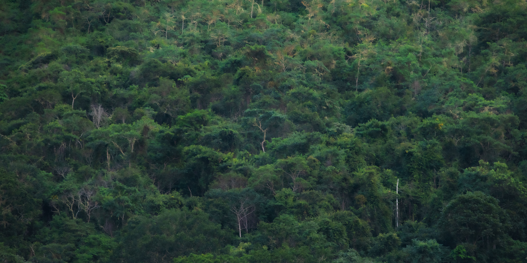 Dense green tropical forest canopy from above