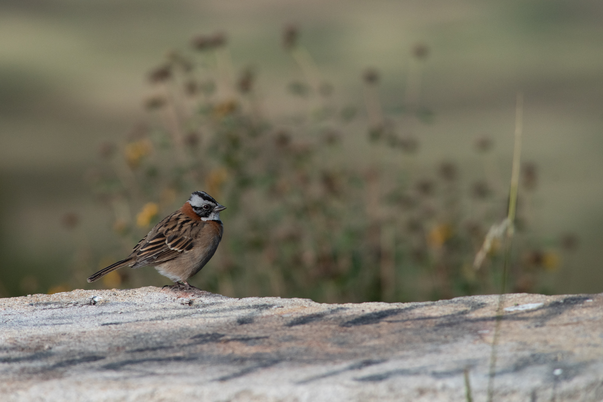 Rufous-collared sparrow on rock with wildflowers