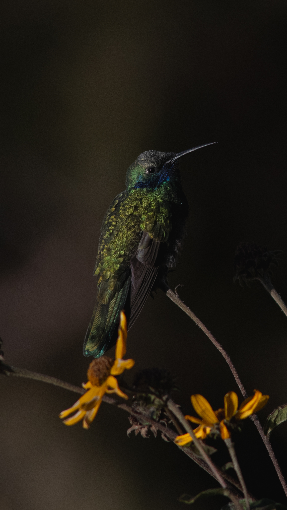 Green hummingbird perched near yellow flowers