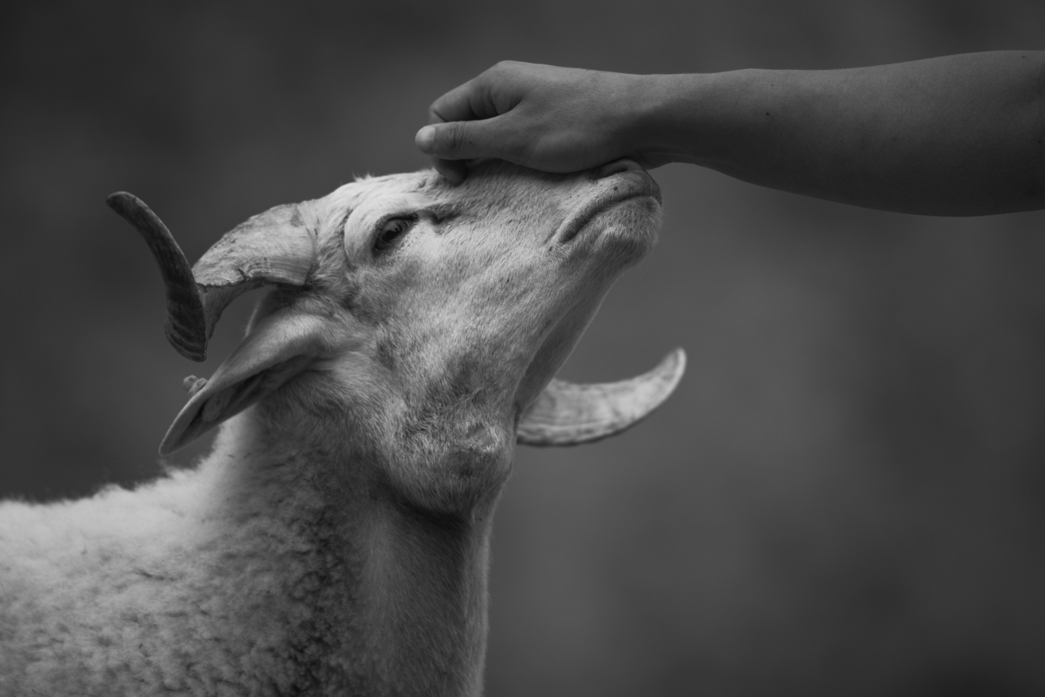 Hand gently petting a goat's head