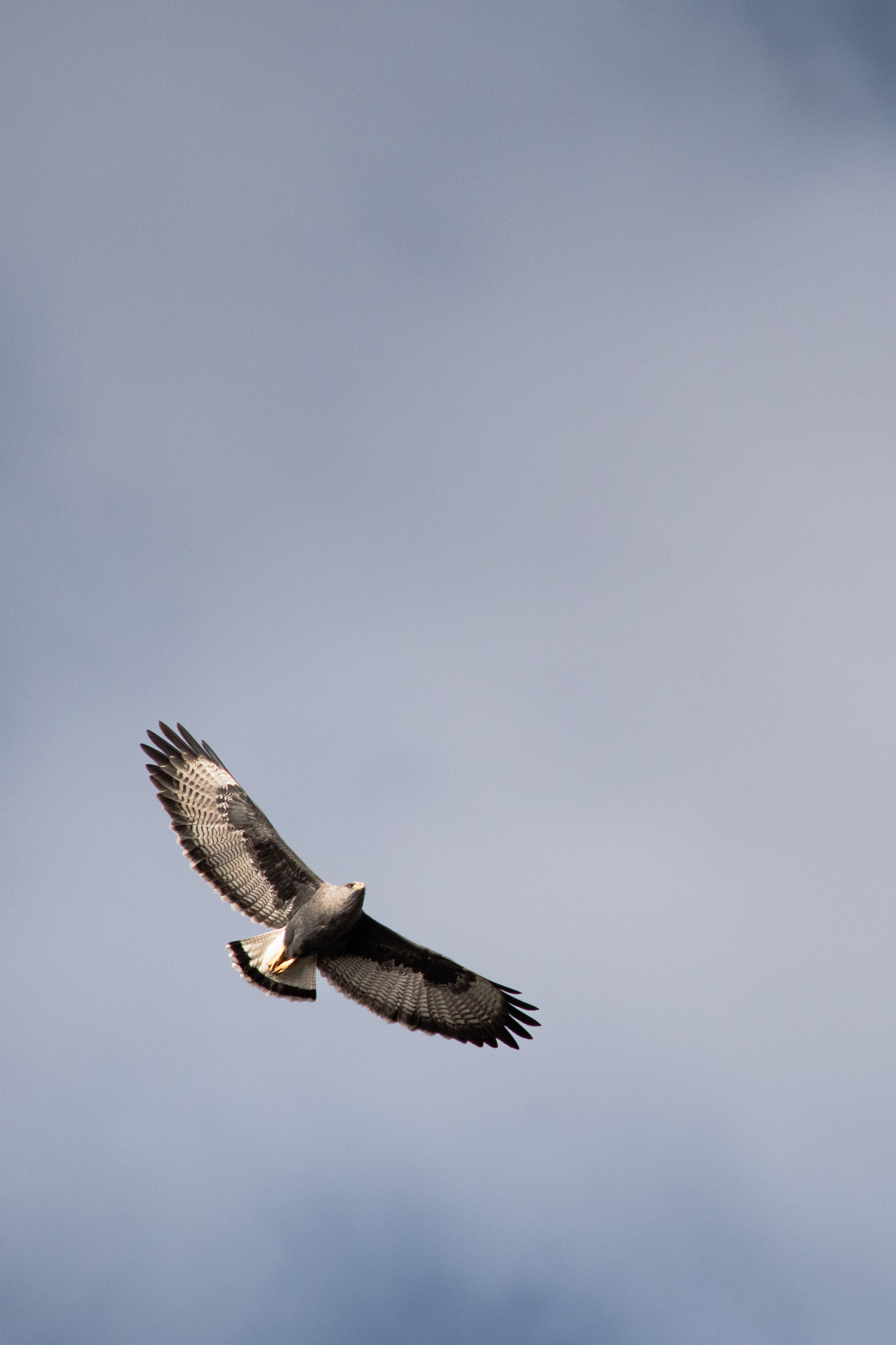 Hawk soaring with wings spread against grey sky