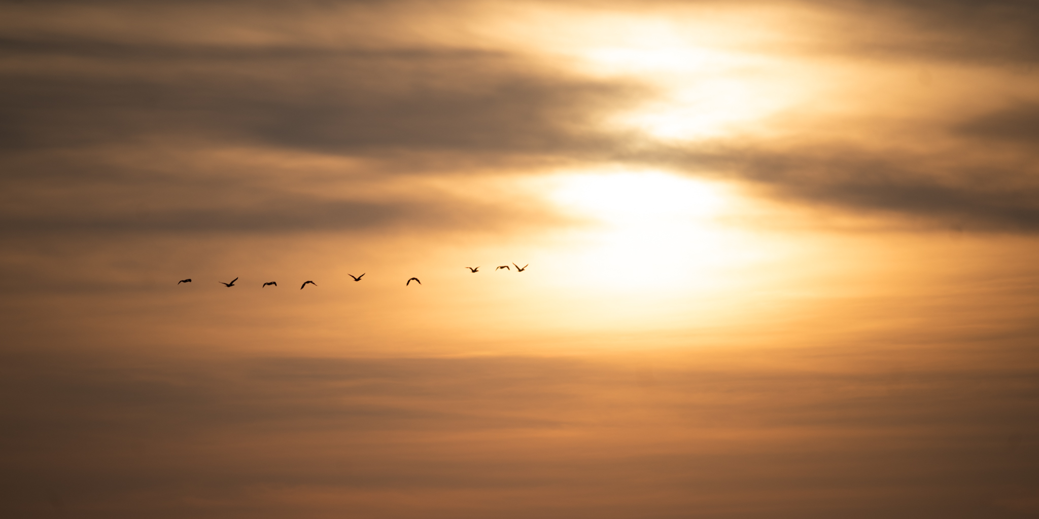 Birds flying in formation against golden sunset sky