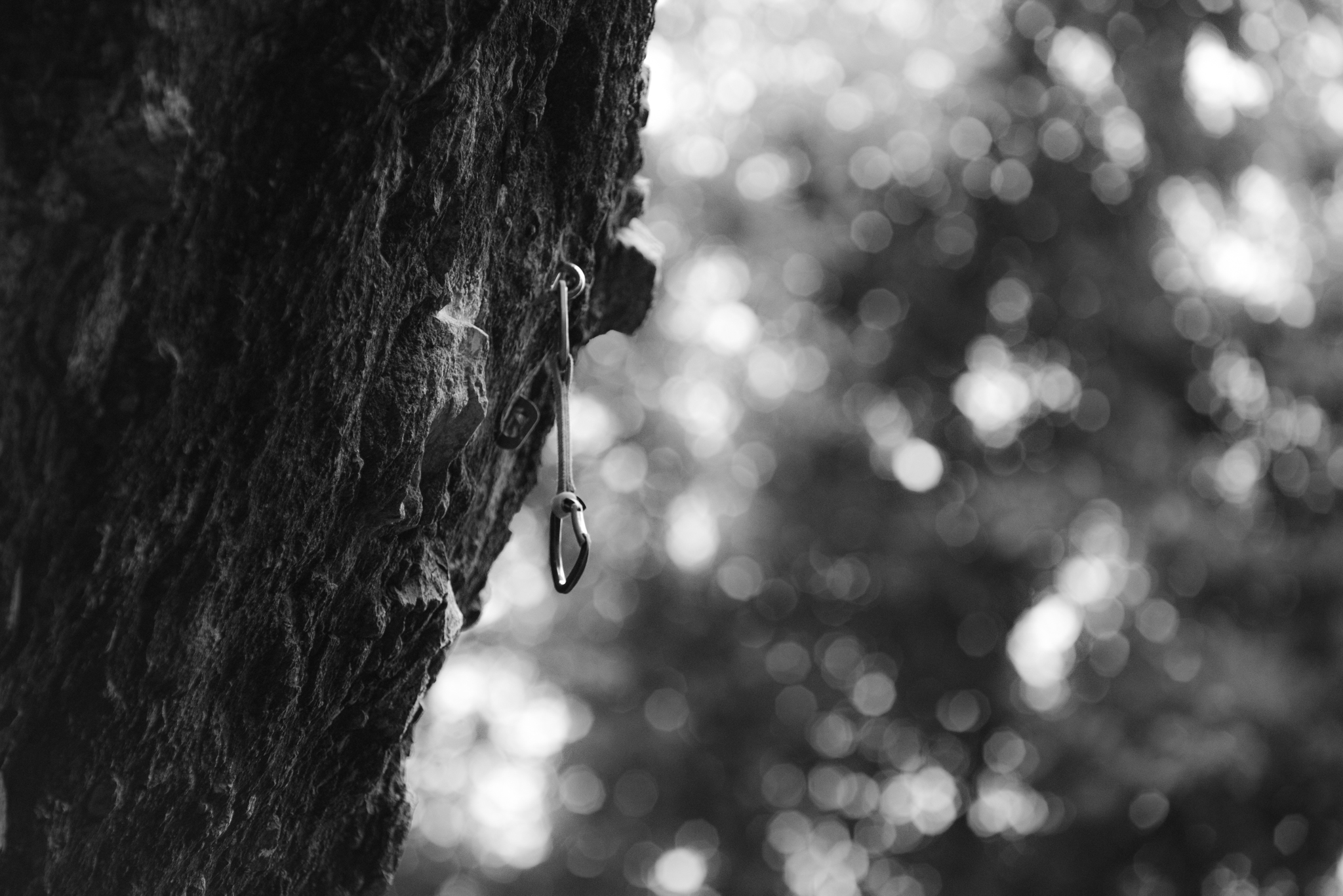 Climbing quickdraw on rock face with forest bokeh