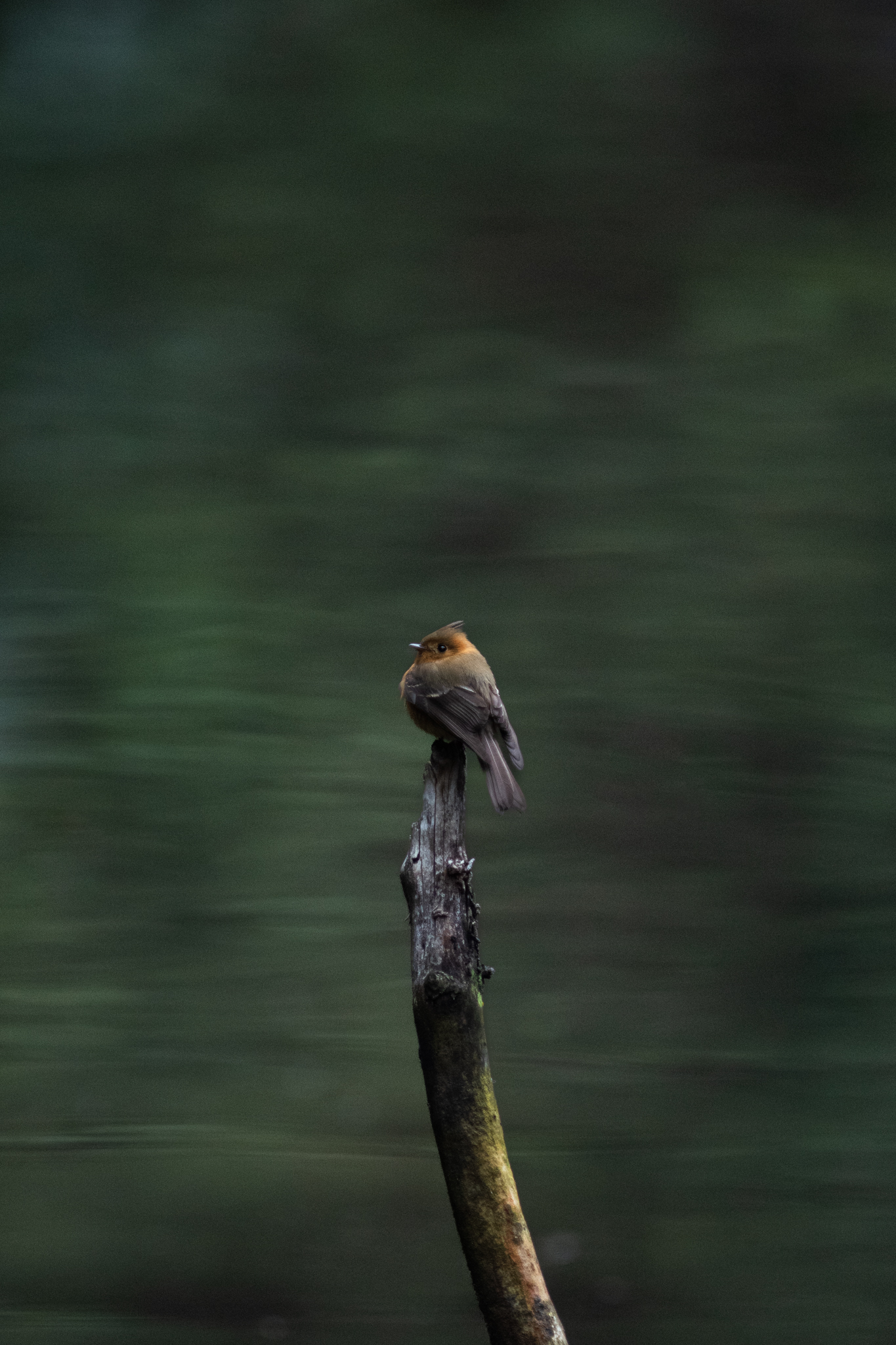 Small bird on branch with green water background