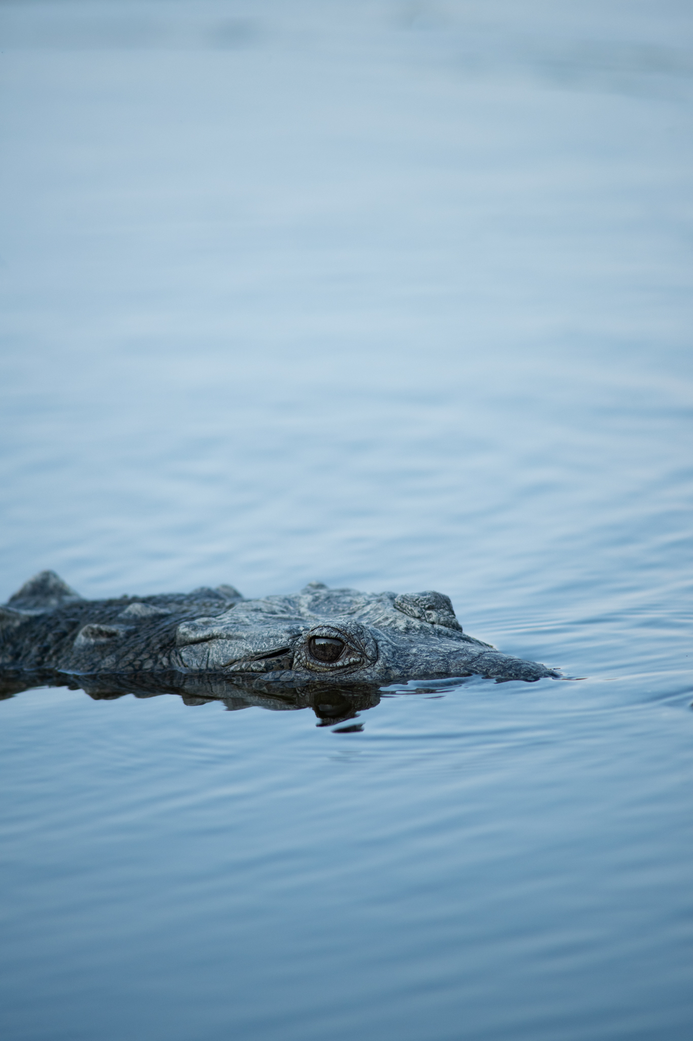 Caiman partially submerged in blue water