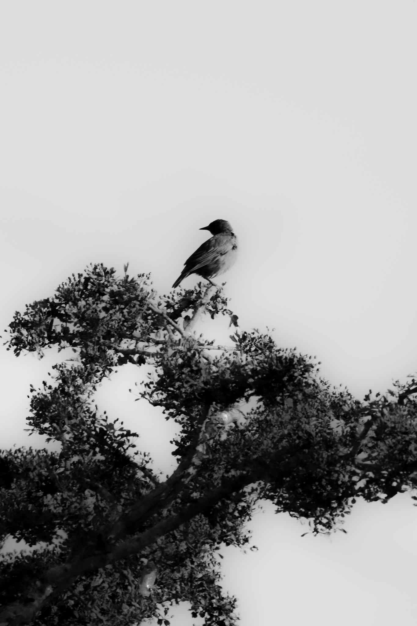 Small bird perched on tree against white sky