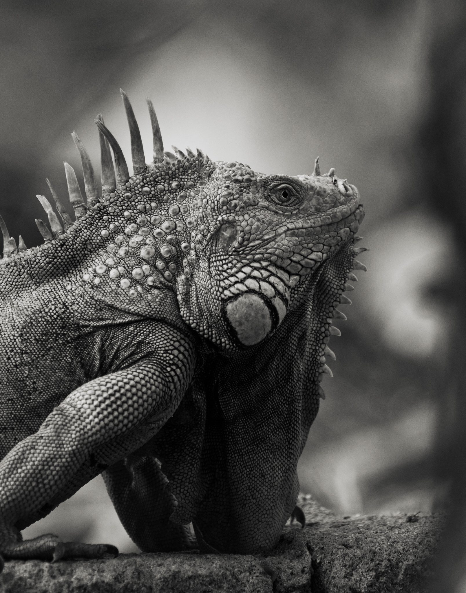 Black and white iguana portrait showing detailed scales
