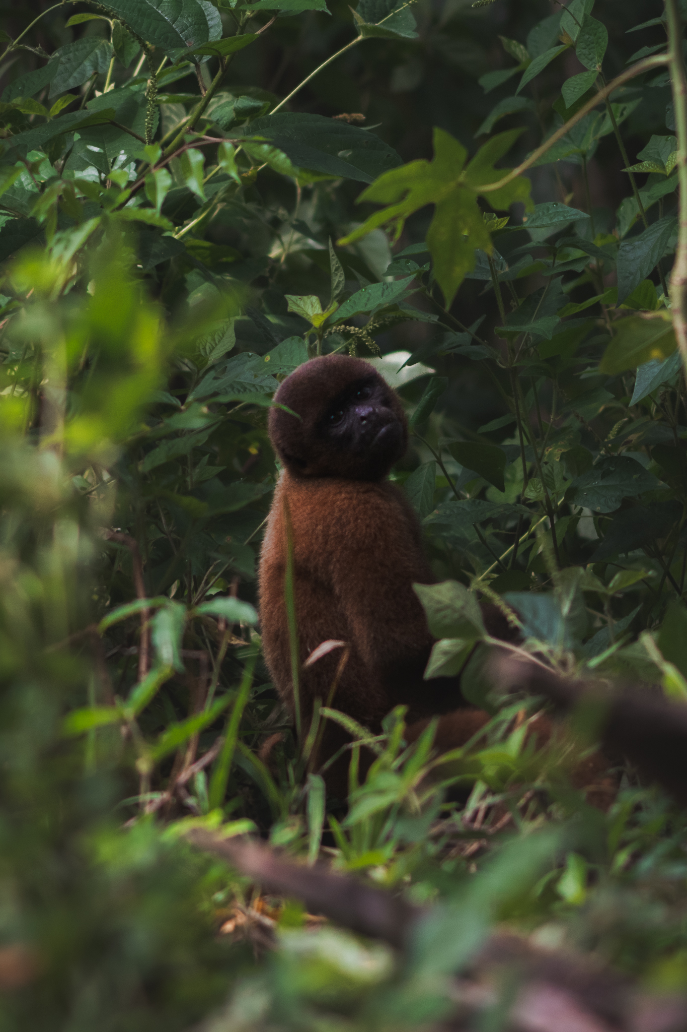 Red howler monkey sitting in green jungle foliage
