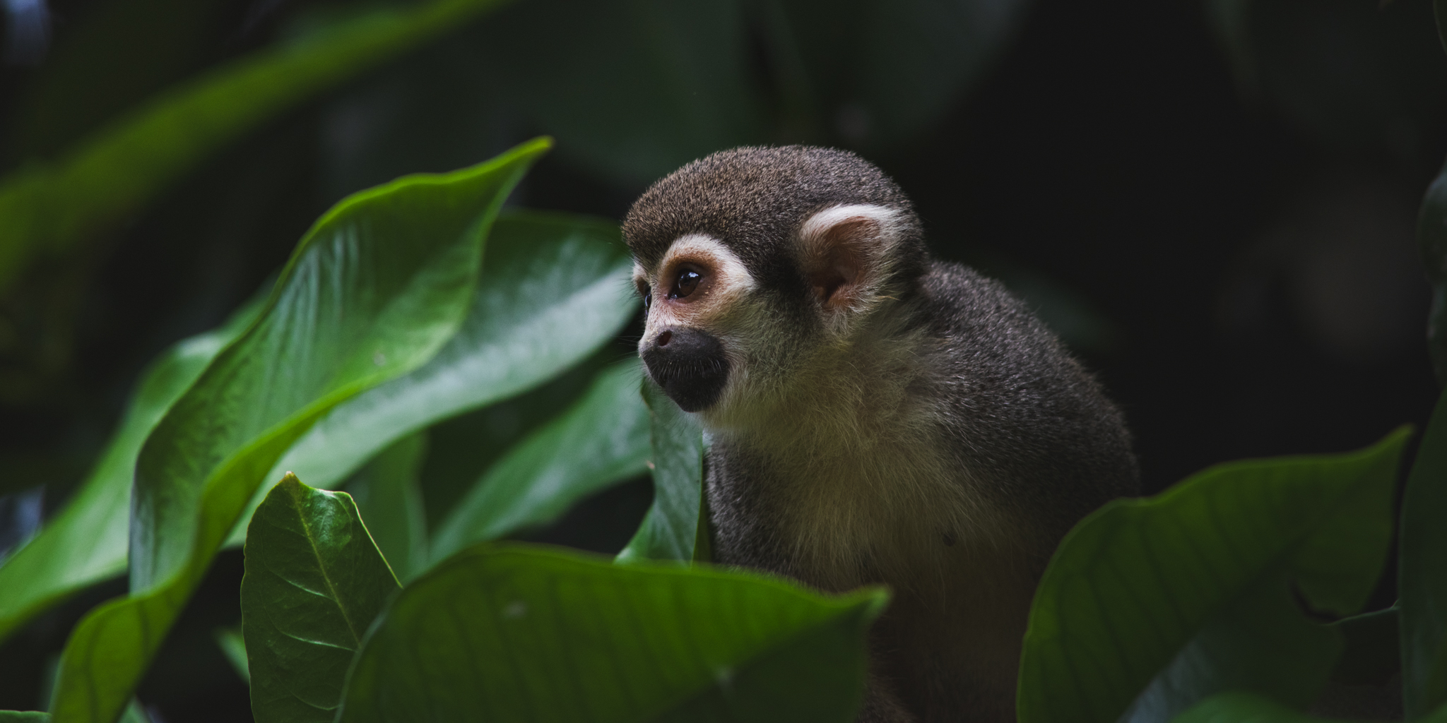 Squirrel monkey peeking through green leaves