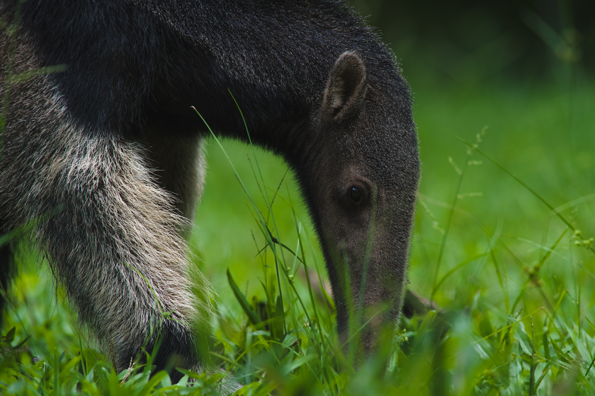Giant anteater foraging in green grass