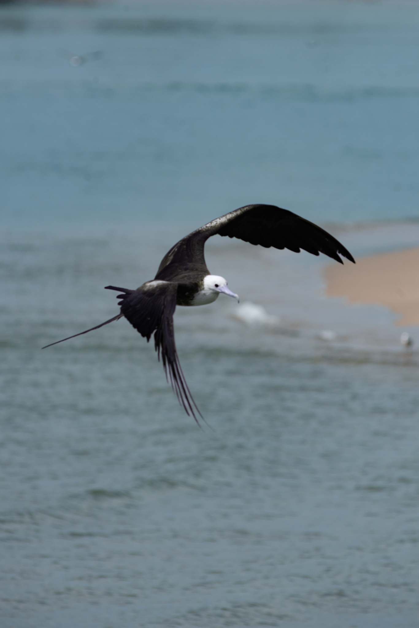 Frigatebird soaring over turquoise water