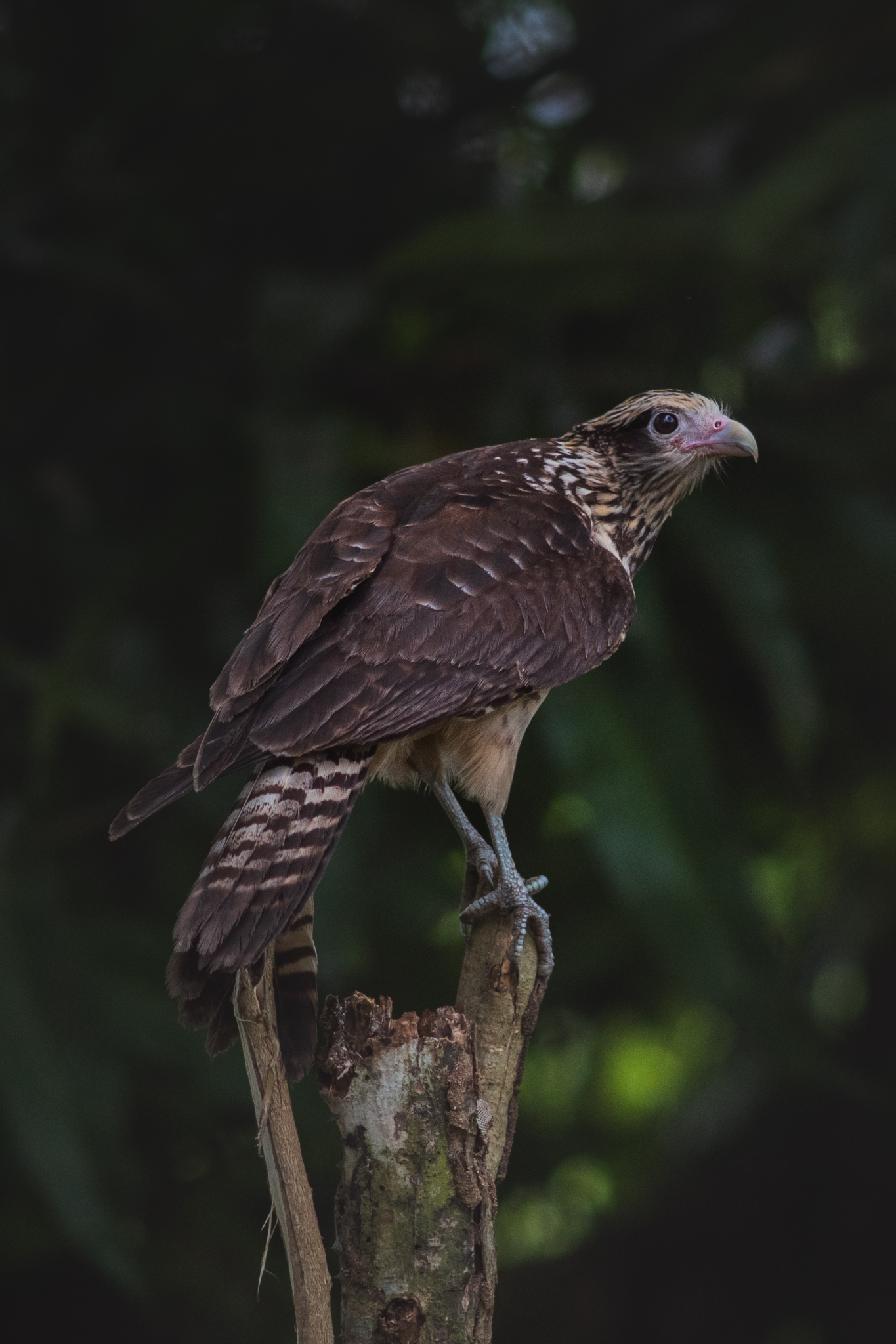 Falcon perched on tree stump against dark background