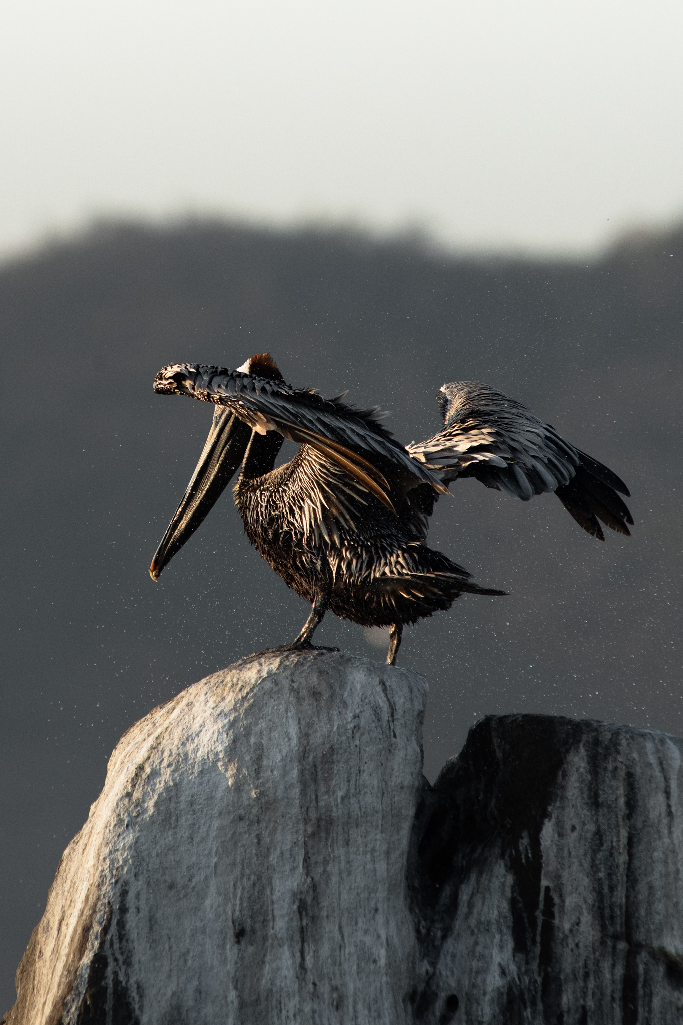 Brown pelican shaking water off on coastal rock