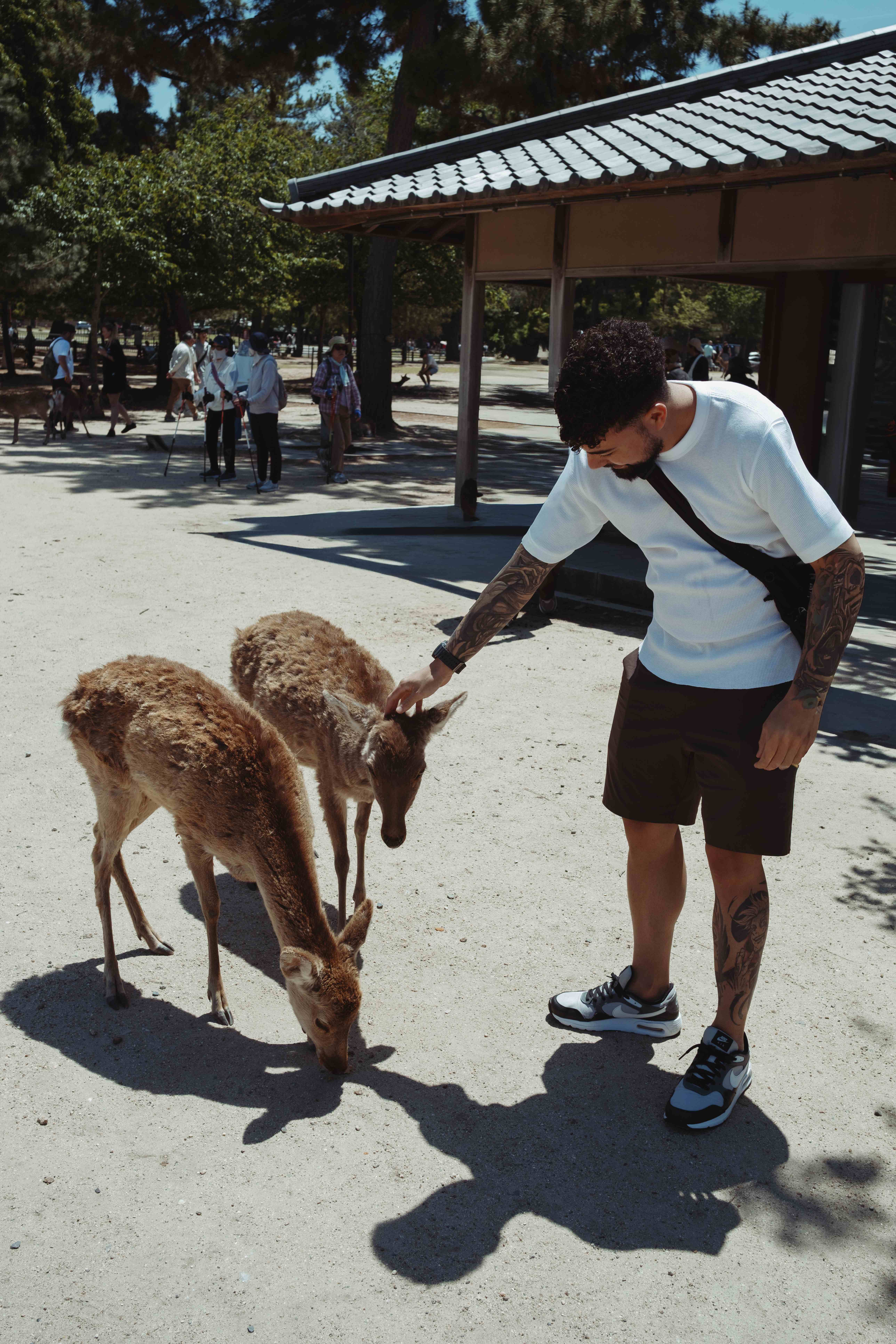 Petting deer in Nara park