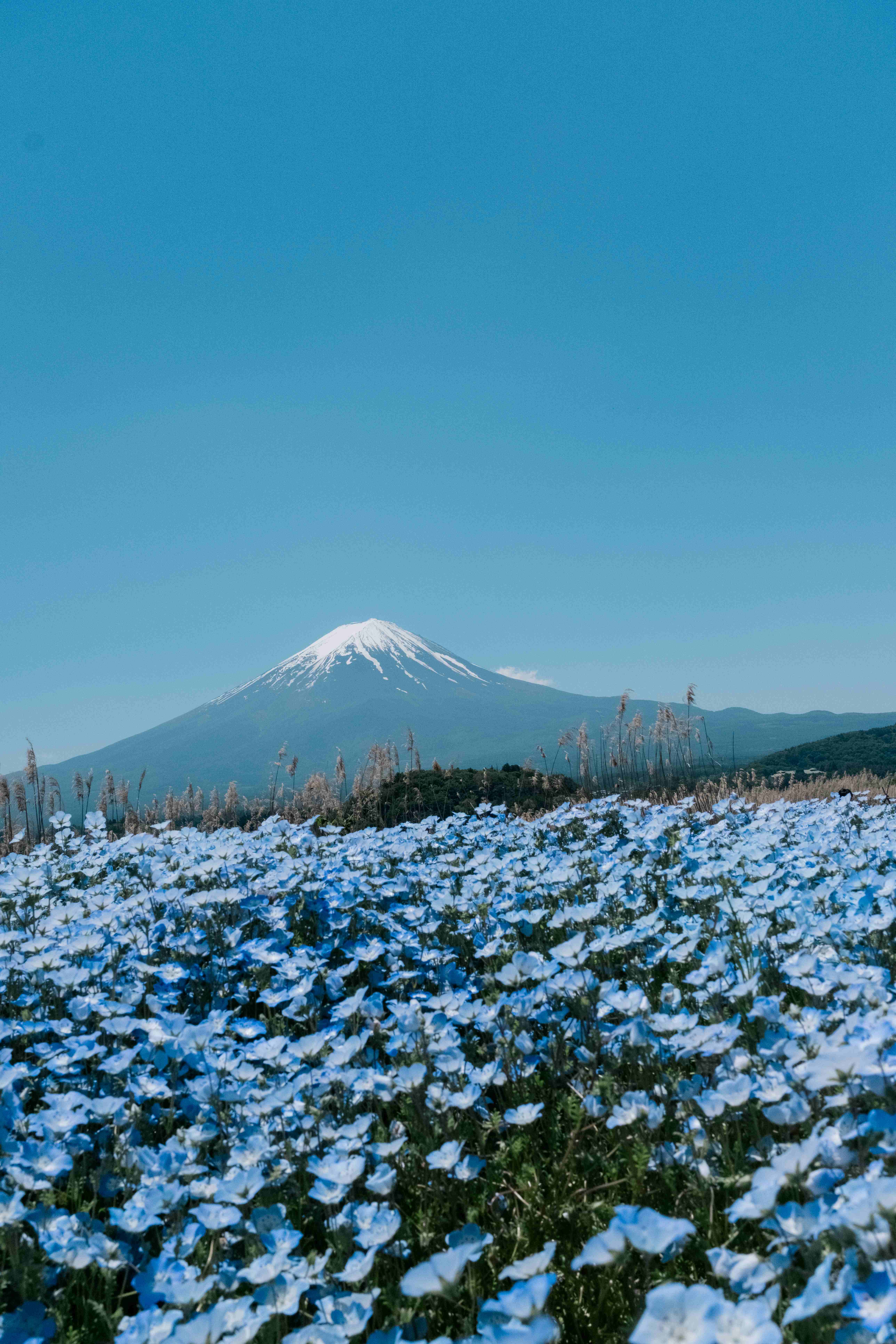 Field of blue nemophila flowers with Mount Fuji behind