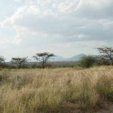 Trockene Savannenlandschaft mit Akazienbäumen und Bergen