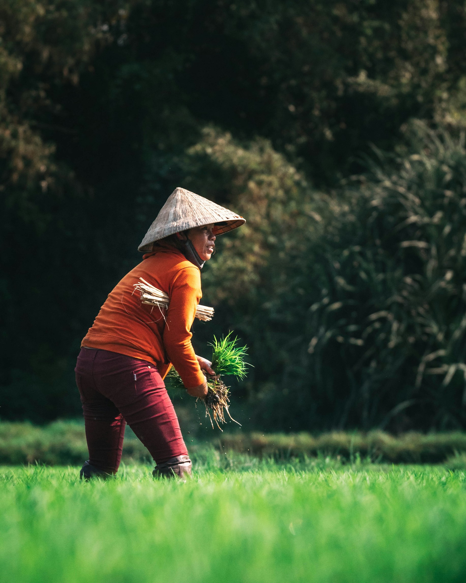 Farmer working in a green field