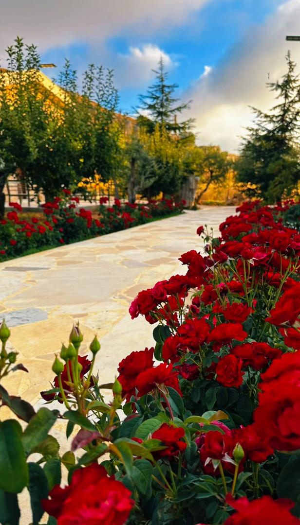 Red roses lining the stone pathway through the Montavi Village gardens at sunset